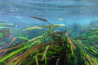 Edwards Aquifer Authority › Texas Wild-Rice - Edwards Aquifer Authority